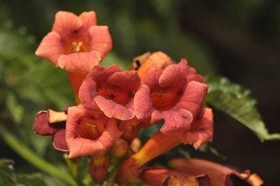 Close-up of red flowering plant