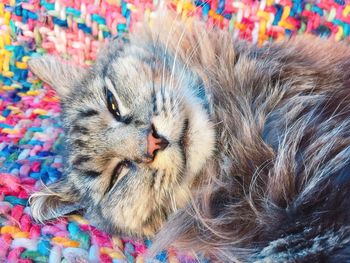 Close-up portrait of multi colored cat