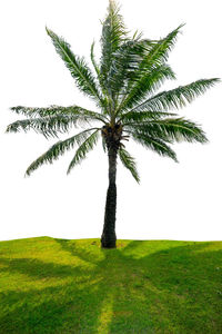 Palm tree on field against clear sky