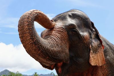 Close-up of elephant