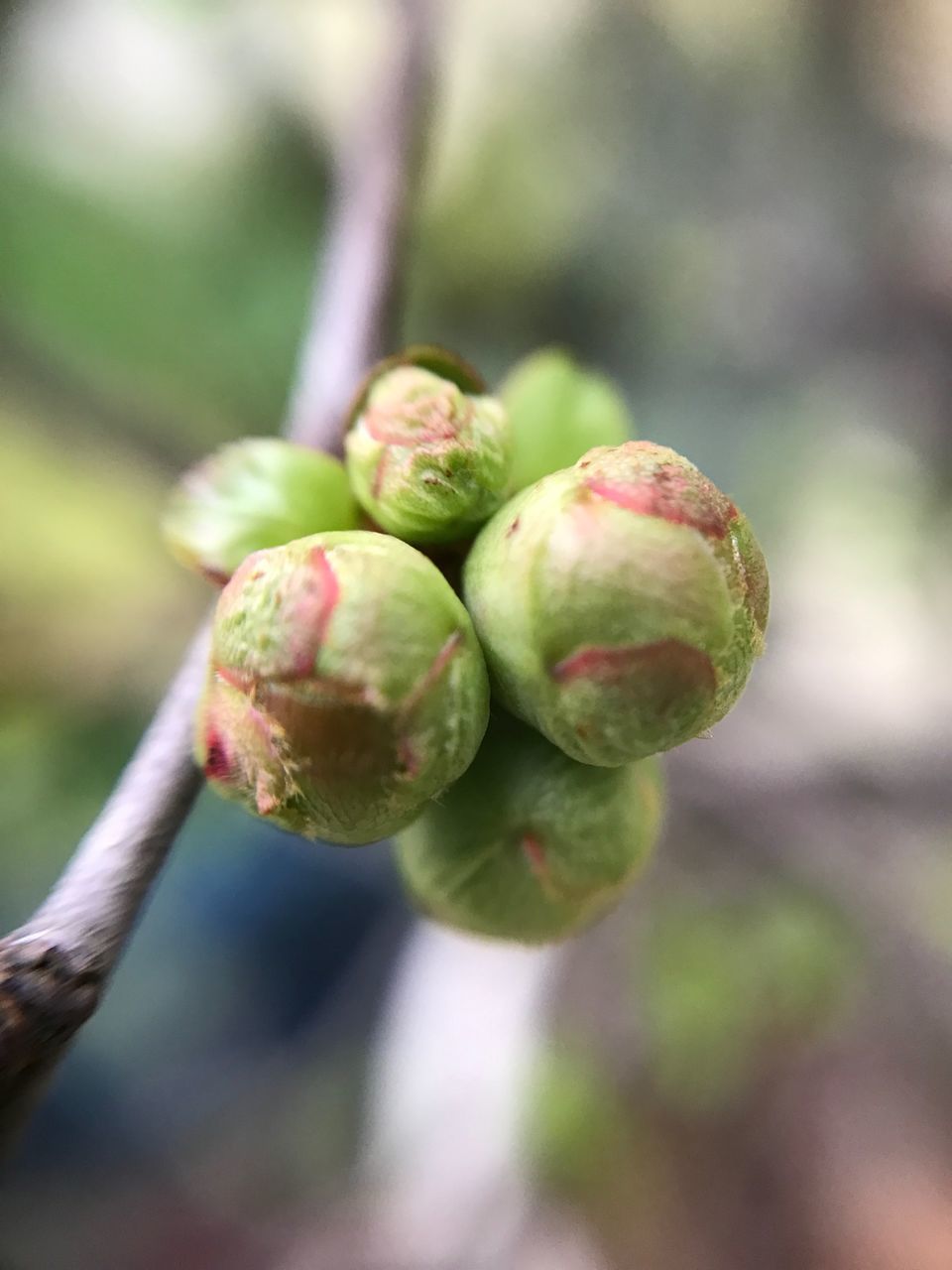 growth, close-up, nature, freshness, outdoors, focus on foreground, tree, day, beauty in nature, fruit, food and drink, no people, plant, beginnings, green color, new life, almond tree