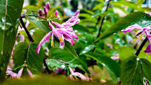 Close-up of water drops on plant