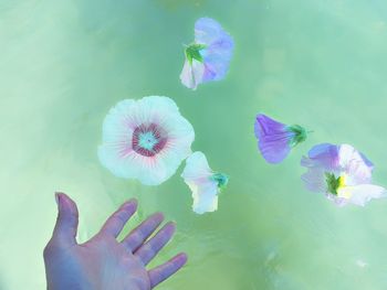 Close-up of hand against blue water lily