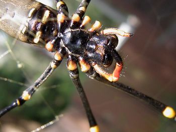 Close-up of spider web