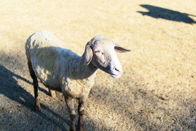 High angle view of a sheep on field