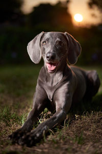 Portrait of dog sitting on field