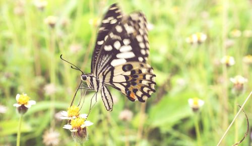 Close-up of butterfly pollinating on flower