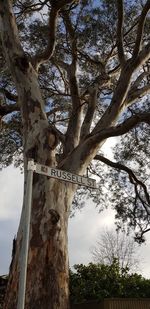 Low angle view of tree against sky