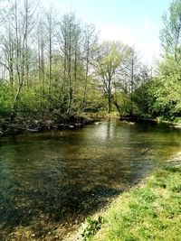 Scenic view of lake in forest against sky