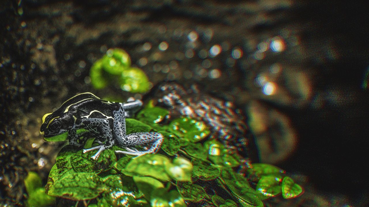 CLOSE-UP OF LIZARD ON TREE AGAINST BLURRED BACKGROUND