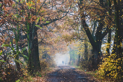 Road amidst trees in forest during autumn