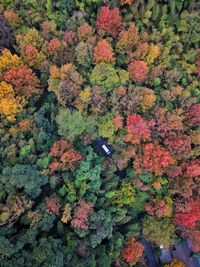 High angle view of flowering plants and trees during autumn