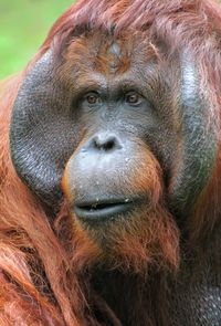 Close-up portrait of gorilla looking away