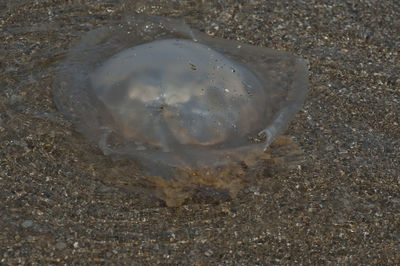 High angle view of crab on beach