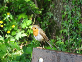 Close-up of bird perching on a tree