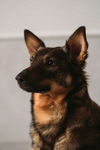 Close-up of a dog looking away