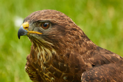 Close-up of eagle