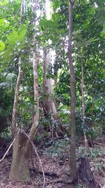 Trees in forest
