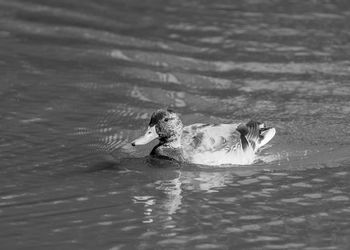 Duck swimming in water