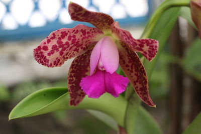 Close-up of flower blooming outdoors