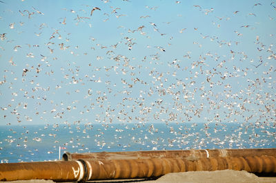 Flock of birds flying against sky