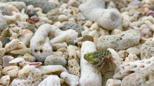 Hermit crab on stones