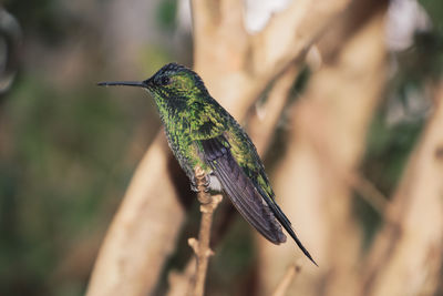 Close-up of bird perching on branch