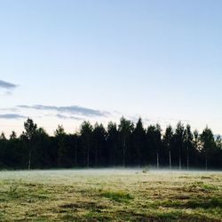 Trees on field against sky