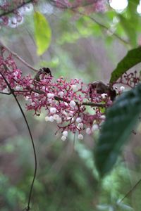 Close-up of pink flowers on tree