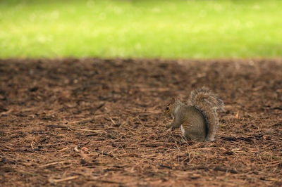 Squirrel on field