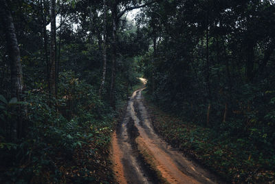 Road amidst trees in forest