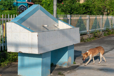 View of a dog against the wall