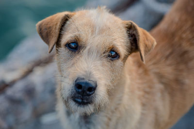 Close-up portrait of dog