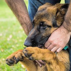 Midsection of man with dog