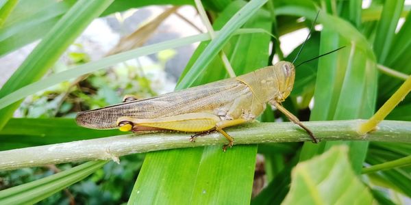 Close-up of insect on leaf