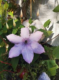 High angle view of purple flowering plant