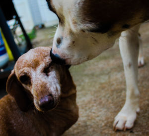 Close-up of a dog