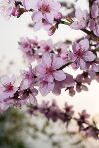 Close-up of pink flowers on tree