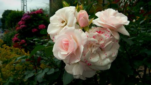 Close-up of pink flowers blooming outdoors