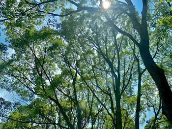 Low angle view of trees on sunny day