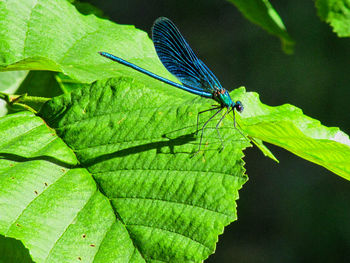 Close-up of butterfly on green leaves