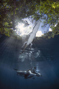 Fish swimming in sea