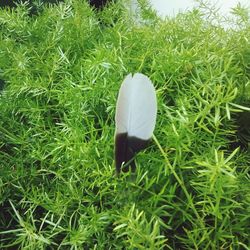 Plants growing on grassy field