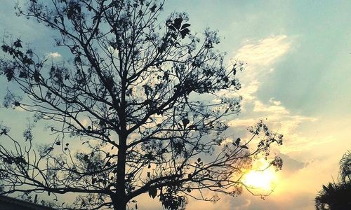 Low angle view of bare tree against sky