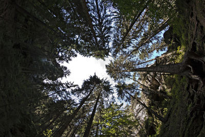 Low angle view of pine tree against sky