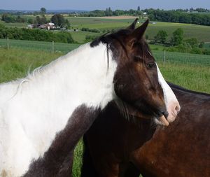 Horse in ranch