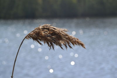 Close-up of wet plant floating on lake