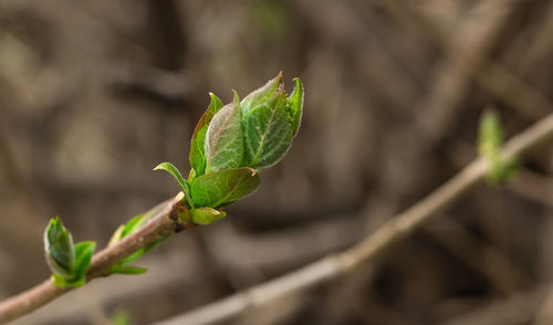 Closeup of young blooming leaf bud on branch of maple tree with copy space, spring nature awakening