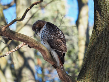 Close-up of a bird perching on tree