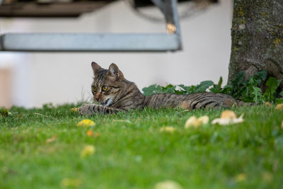 Low-angle shot of tabby cat meowing on grass next to a tree